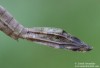 Šidélko větší (Vážky), Ischnura elegans, Zygoptera (Odonata)